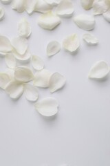Fototapeta na wymiar 白背景に白い薔薇の花びら、白いバラの花びら、バックグラウンド 、背景素材、ミニばら