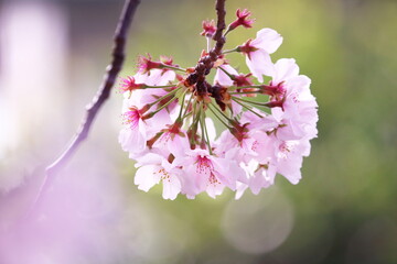 輝く春の美しい桜