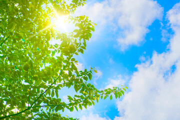 新緑と青空 © Nii Koo Nyan