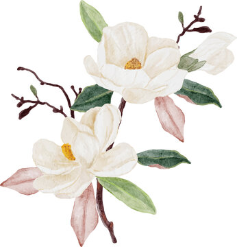 watercolor white magnolia flowers on branches clip art preview