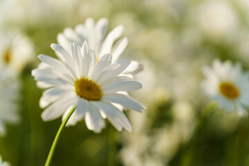 Focus in the foreground on a chamomile flower close-up