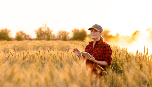A woman farmer examines the field of cereals and sends data to the cloud from the tablet. Smart farming and digital agriculture.	
