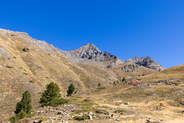 Fototapeta na wymiar Panoramic shot of spacious granite alpine slopes covered with yellow autumn grass and rare green trees under blue sky, Gran Paradiso National Park, Aosta valley, Italy
