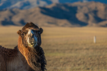 Obraz premium camel in the wild