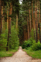 Path in the pine forest