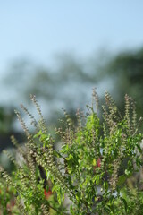 Tulsi or Holy basil tree in garden outdoor on sunny day black background. Tulsi is used in ayurvedic medicine.