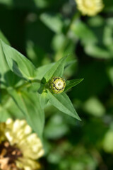 Zinnia Envy flower bud