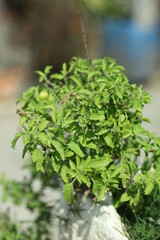 Tulsi or Holy basil tree in garden outdoor on sunny day black background. Tulsi is used in ayurvedic medicine.