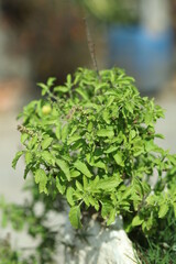 Tulsi or Holy basil tree in garden outdoor on sunny day black background. Tulsi is used in ayurvedic medicine.