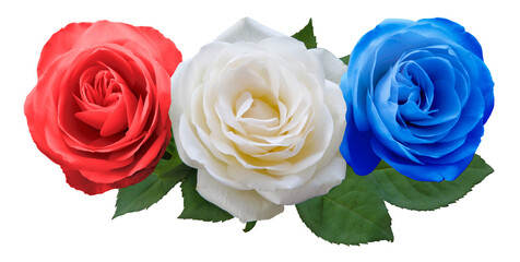 Three rose head one each red white and blue transparent png file
