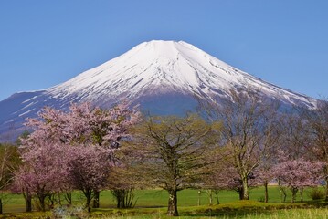 Fototapeta premium 山中湖より望む満開の桜と富士山