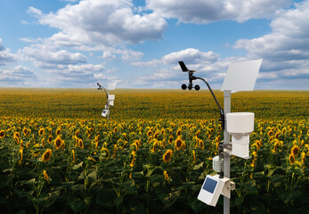 Weather stations in a  sunflower field. Precision farming equipment	