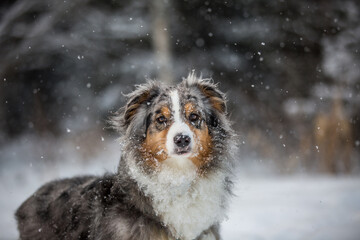 Sheltie dog on the background of a snowy forest