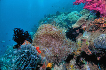 Fototapeta na wymiar Coral reef South Pacific, Sulawesi