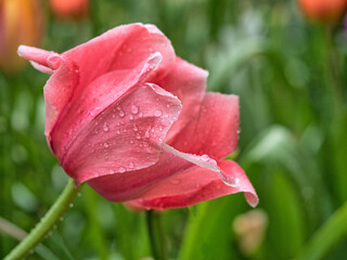 Shakespeare Garden in Central Park