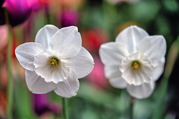 Shakespeare Garden in Central Park