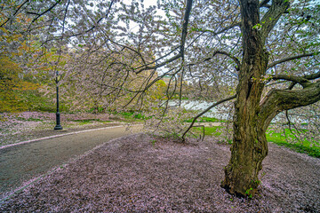 Central Park in spring