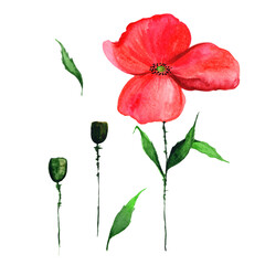 
Watercolor red poppy isolated on white background.