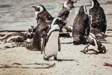 Naklejka premium Penguin on the beach, Betty's Bay, near Cape Town, South Africa
