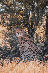 cheetah sitting on the ground, South Africa