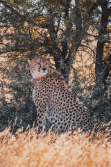 Obraz premium cheetah sitting on the ground, South Africa