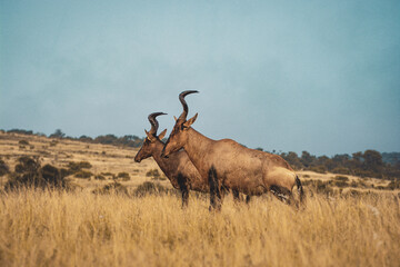 South Africa, Addo Elephant National Park, antelope walking through the bush, landscape with sky