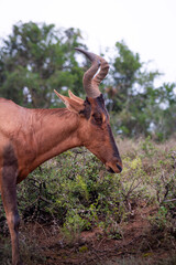 South Africa, Addo Elephant National Park, antelope walking through the bush, landscape with sky