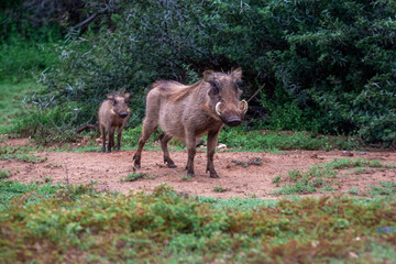 WARTHOG FAMILY walking through the bush, South Africa, Addo Elephant National Park