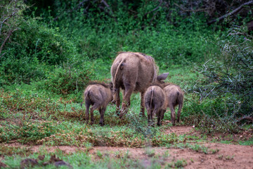 Naklejka na ściany i meble WARTHOG FAMILY walking through the bush, South Africa, Addo Elephant National Park