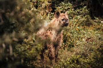 HYENA walking through the bush, South Africa, Addo Elephant National Park