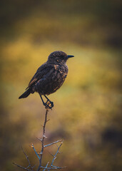 Bird on a branch in the bush, South Africa, Addo Elephant National Park