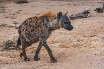 HYENA walking through the bush, South Africa, Addo Elephant National Park