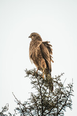 Eagle on a tree South Africa, Addo Elephant National Park