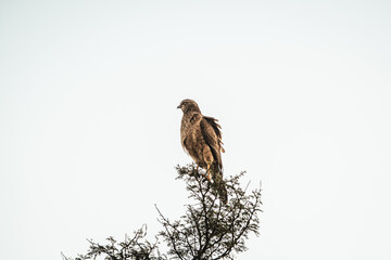 Eagle on a tree South Africa, Addo Elephant National Park