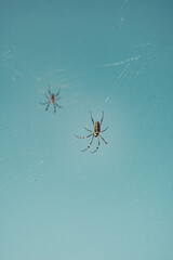 Spider(-web), South Africa, Mountain Zebra National Park, landscape with sky