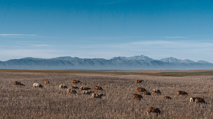 Fototapeta premium South Africa's Landscape from the highway 