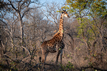 Giraffe walking in the South African bush, National Park