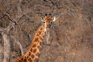 Giraffe walking in the South African bush, National Park