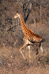 Giraffe walking in the South African bush, National Park