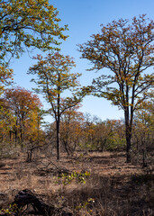 The South African Bush Landscape, beauty of the wild. 