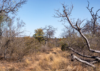 The South African Bush Landscape, beauty of the wild. 