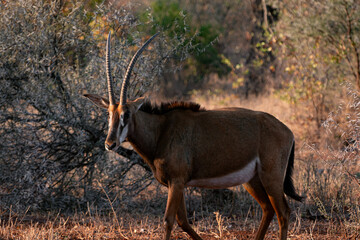 Antelope walking in the South African bush, National Park, sunst 