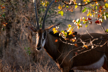 Antelope walking in the South African bush, National Park, sunst 