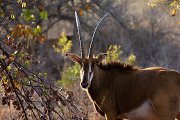 Antelope walking in the South African bush, National Park, sunst 