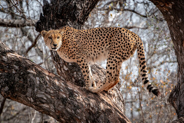 Cheetah in a tree, South Africa, National Park