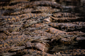 South Africa, Crocodile, Wildlife.