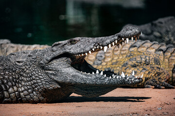 South Africa, Crocodile, Wildlife.