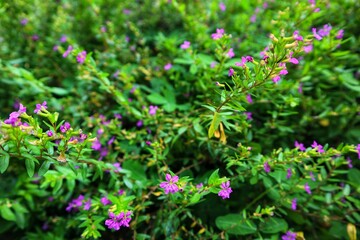 close-up Cuphea hyssopifolia in the garden