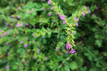 close-up Cuphea hyssopifolia in the garden