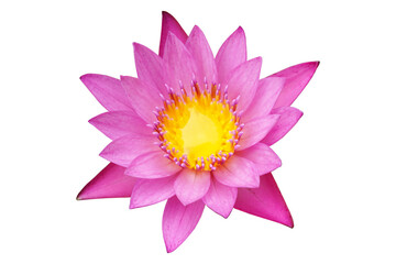 isolated pink lotus blossom on a white background, with clipping path.
